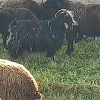 ،بز|حیوانات مزرعه|پیشوا, |دیوار