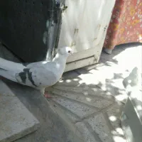ماده کاغذی گرفتنی