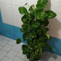 گل‌های طبیعی