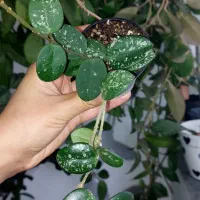 گل هویا|گل و گیاه طبیعی|رشت, دیلمان|دیوار