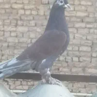مایه کفترسرخ
