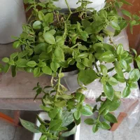 گل طبیعی|گل و گیاه طبیعی|سهند, |دیوار