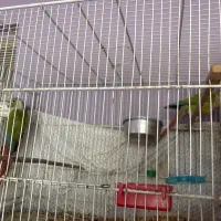 گرینچک مولد