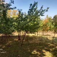 زمین|فروش زمین و ملک کلنگی|ضیاء آباد, |دیوار