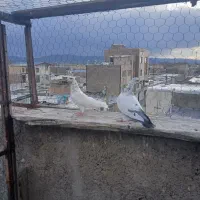 کبوترپرشتی