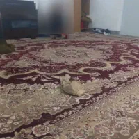 یک-خانه-به-اجاره-میرسد