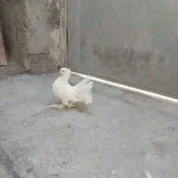 کفتر نقش|پرنده|میناب, |دیوار