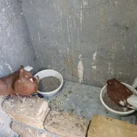 کفتر|پرنده|مشهد, هفت تیر (نه دره)|دیوار