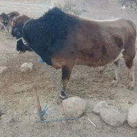 کل‌گاو|حیوانات مزرعه|کوهدشت, |دیوار