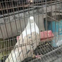 گومشده مژدگانی بگیر|حیوانات|یاسوج, |دیوار