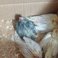 جوجه یک ماهه آماده سرلاک و دستی|پرنده|قزوین, |دیوار