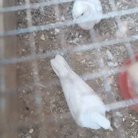 کفتر خانگی|پرنده|میبد, |دیوار