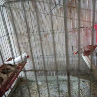 پرنده مرغ عشق|پرنده|سمنان, |دیوار