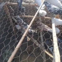 کفتر کبوتر تهرانی|پرنده|خاوران, |دیوار