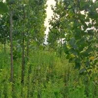 باغ صنوبر۳۸۰۰متر،سنگر