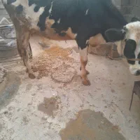 گاو هلشتاین جوان