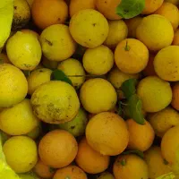 لیمو ترش محلی