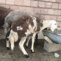 5عدد شیشک قوچ خورده اصل جنس بروجرد