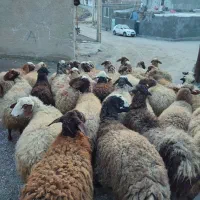 تعداد 34راس گوسفند شیشک آبستن مایه قرمز مالچه