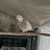 کبوتر|پرنده|کلاردشت, |دیوار