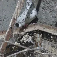 کوهی دومسفید