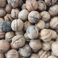 فروش انواع گردو|خوردنی و آشامیدنی|لنگرود, |دیوار