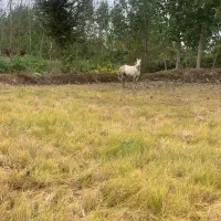 اسب|اسب و تجهیزات اسبسواری|املش, |دیوار