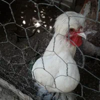 خروس سفیدبسیار زیبا