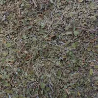 آویشن پهن شیرازی