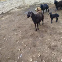 دو عدد بره قوچ افشاری اصل|حیوانات مزرعه|قوچان, |دیوار