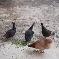 مرغ و خروس محلی اصل|حیوانات مزرعه|برازجان, |دیوار