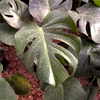 کالای منزل|کنسول، بازی ویدئویی و آنلاین|بروجرد, |دیوار