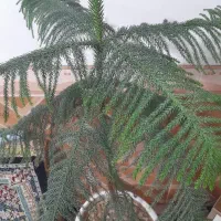 گل کاچ مطبق