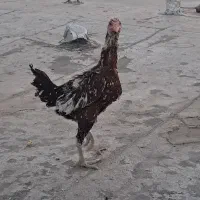 مرغ لاری تخم کن کرچی