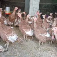 بوقلمون بوربون