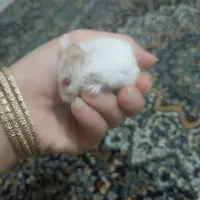 همستر مینیاتوری زیبا