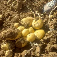 سیب زمینی  جلی  ۲۰۰ تن به فروش می‌رسد