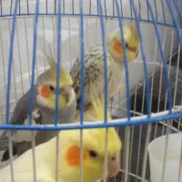 عروس هلندی|پرنده|فردیس, سرحدی|دیوار