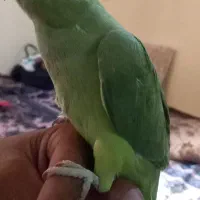 طوطی وعروس هلندی مرغ. عشق