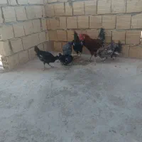 ۴تا جوجه محلی  سالم  دونه جوجه خروس