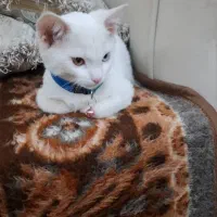 باسلام گربه بریتیش چشم ابی