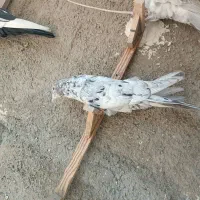 سرور بهبونی|پرنده|شیراز, سیاه سنگ|دیوار