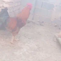 خروس لاری فروشی|حیوانات مزرعه|شیروان (خراسان), |دیوار