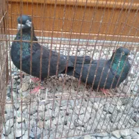ی جفت کبوتر زاغ قیمت ۷۰۰