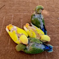 طوطی برزیلی