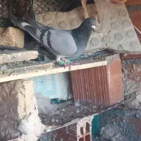 کفتر کبوتر|پرنده|شیروان (خراسان), |دیوار