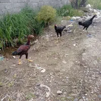 سلام خدمت عشق بازان تعداد جوجه لاری ۶ماهه|حیوانات مزرعه|رشت, ولکس|دیوار