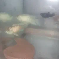بلوآکارا