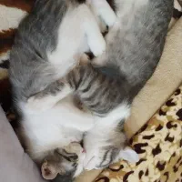 گربه|گربه|شیراز, فاضل|دیوار