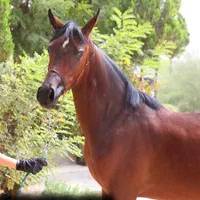 ماده کره عرب اسب ۲ساله|اسب و تجهیزات اسب‌سواری|تهران, آجودانیه|دیوار